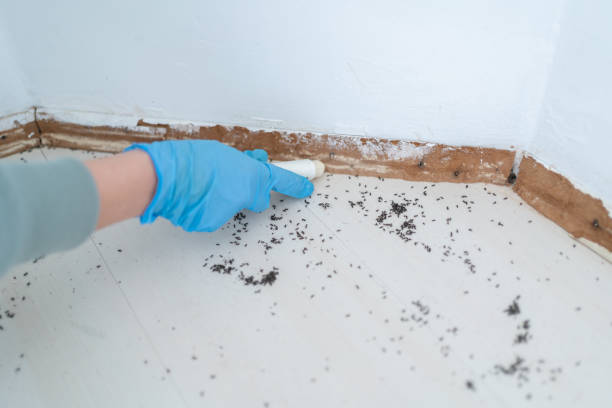 Best Pest Prevention Services  in Quitman, GA